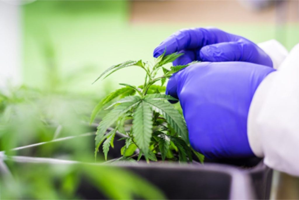 How To Take CBD Oil Tincture In Your Routine_