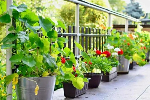 How to Grow a Thriving Indoor Garden, Even with Limited Space